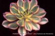 Aeonium 'Sunburst'